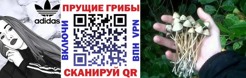 где купить наркотик  Строитель  Псилоцибиновые грибы мухоморы 